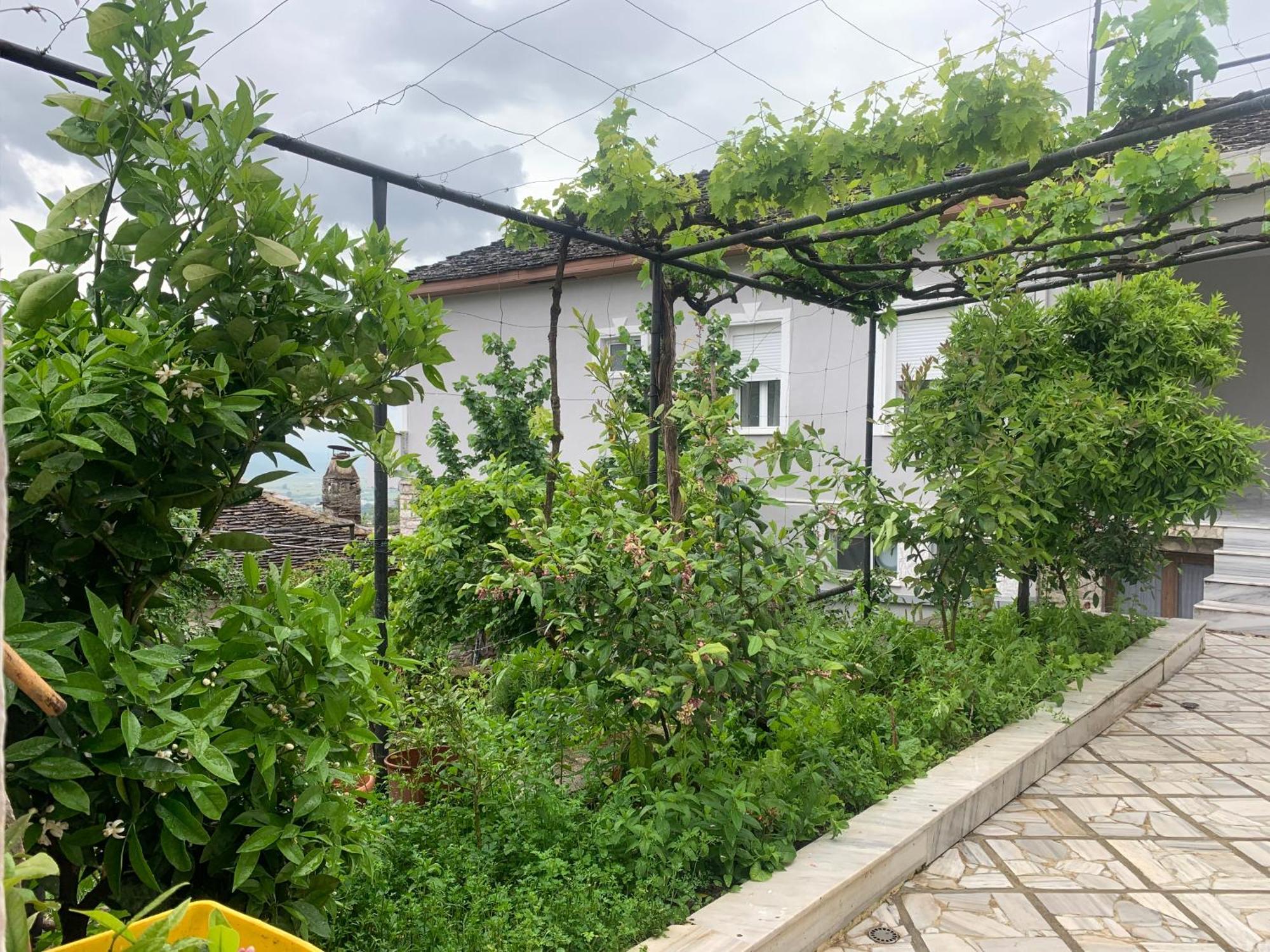 Kubeja *